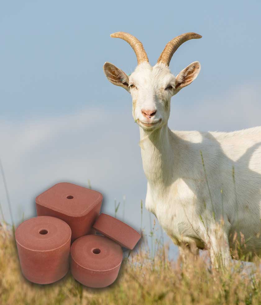 Πλάκες Λείξεως