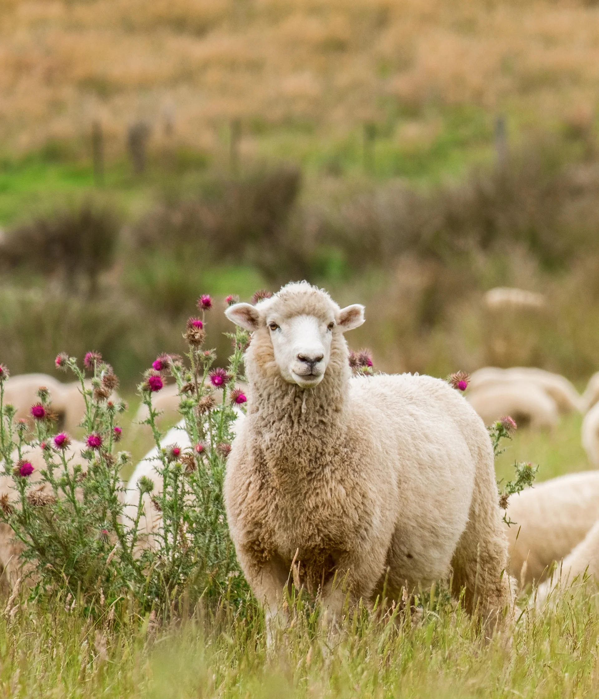Μίγματα Ζωοτροφών
